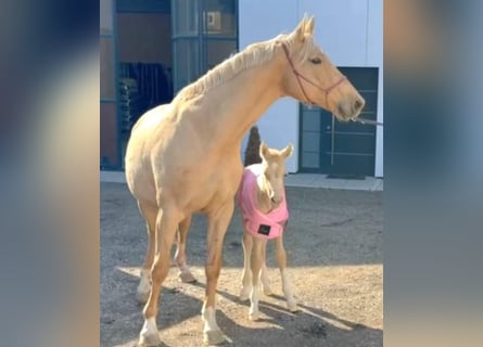Oldenburger, Stute, 11 Jahre, 172 cm, Palomino
