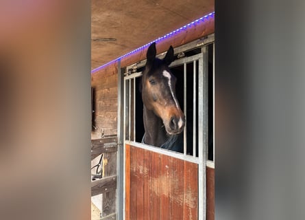 Oldenburger, Stute, 11 Jahre, 173 cm, Brauner