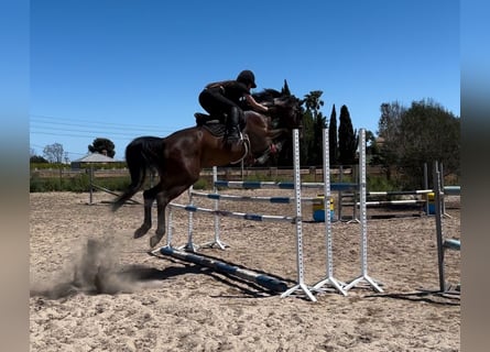 Oldenburger, Stute, 11 Jahre, 173 cm, Rotbrauner