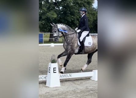 Oldenburger, Stute, 11 Jahre, 173 cm, Schimmel