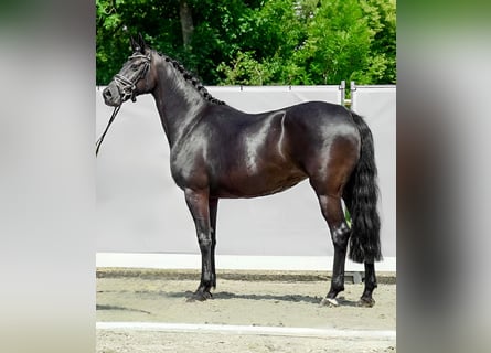 Oldenburger, Stute, 12 Jahre, 163 cm, Rappe