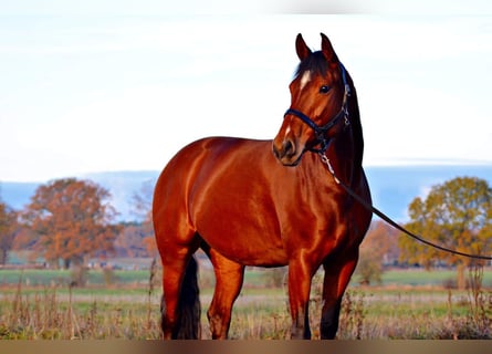 Oldenburger, Stute, 12 Jahre, 164 cm, Brauner