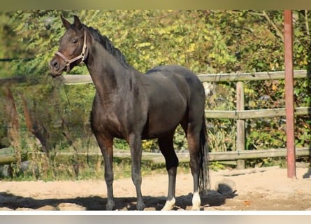Oldenburger, Stute, 12 Jahre, 164 cm, Dunkelbrauner