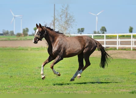 Oldenburger, Stute, 12 Jahre, 165 cm, Dunkelfuchs