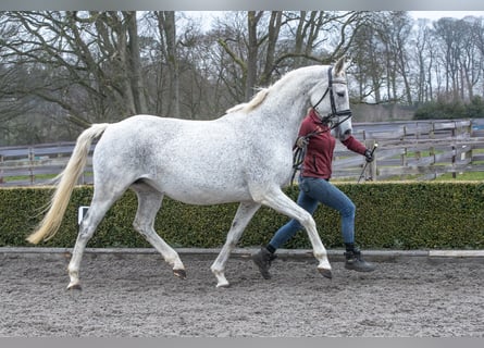 Oldenburger, Stute, 12 Jahre, 165 cm, Fliegenschimmel
