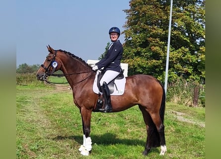Oldenburger, Stute, 12 Jahre, 167 cm, Brauner