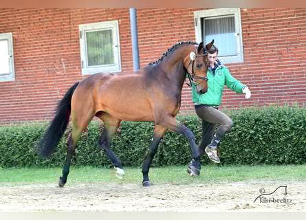 Oldenburger, Stute, 12 Jahre, 167 cm, Brauner