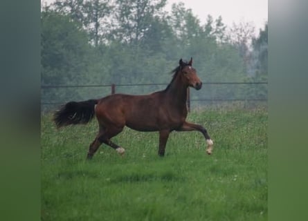 Oldenburger, Stute, 12 Jahre, 170 cm, Brauner