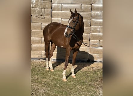 Oldenburger, Stute, 12 Jahre, Brauner