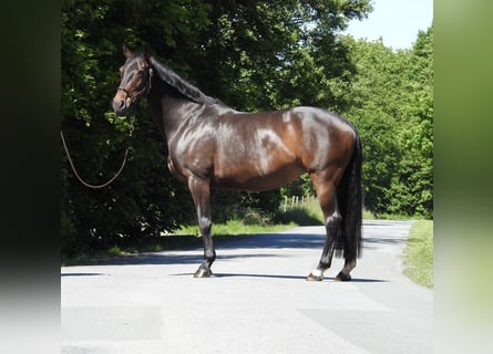 Oldenburger, Stute, 13 Jahre, 160 cm, Dunkelbrauner