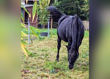 Oldenburger, Stute, 13 Jahre, 168 cm, Rappe