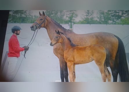 Oldenburger, Stute, 13 Jahre, 172 cm, Brauner