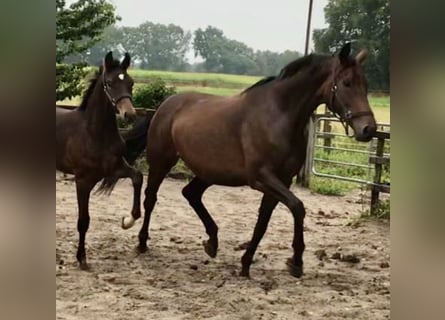 Oldenburger, Stute, 13 Jahre, 180 cm, Dunkelbrauner