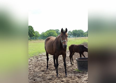 Oldenburger, Stute, 13 Jahre, 180 cm, Dunkelbrauner