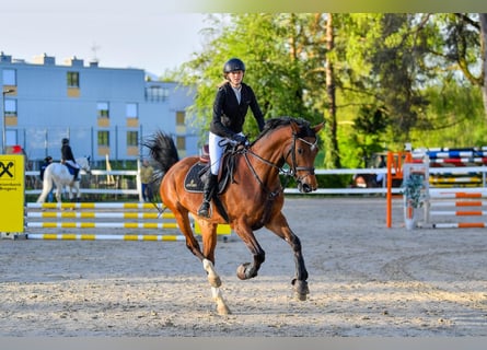 Oldenburger, Stute, 13 Jahre, Brauner