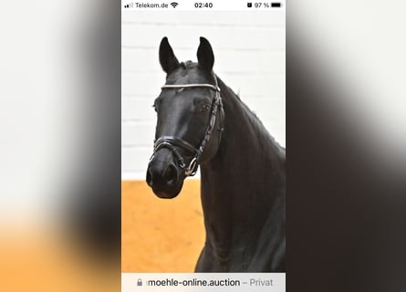 Oldenburger, Stute, 14 Jahre, 165 cm, Rappe