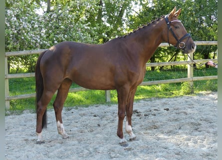 Oldenburger, Stute, 14 Jahre, 167 cm, Dunkelfuchs