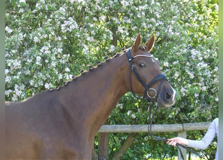 Oldenburger, Stute, 14 Jahre, 167 cm, Dunkelfuchs