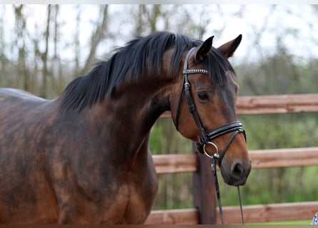 Oldenburger, Stute, 14 Jahre, 172 cm, Dunkelbrauner