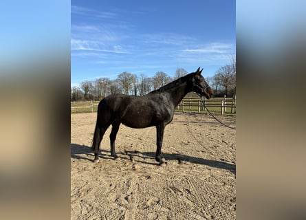 Oldenburger, Stute, 14 Jahre, 173 cm, Dunkelbrauner