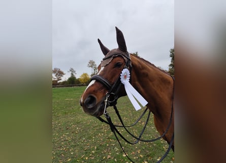 Oldenburger, Stute, 15 Jahre, 165 cm, Fuchs