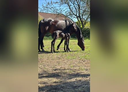 Oldenburger, Stute, 15 Jahre, 166 cm, Schwarzbrauner