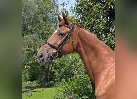 Oldenburger, Stute, 15 Jahre, 167 cm, Dunkelfuchs