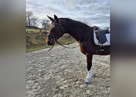 Oldenburger, Stute, 15 Jahre, 169 cm, Brauner