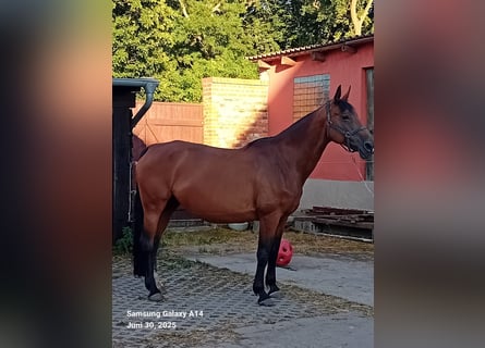 Oldenburger, Stute, 15 Jahre, 170 cm, Brauner