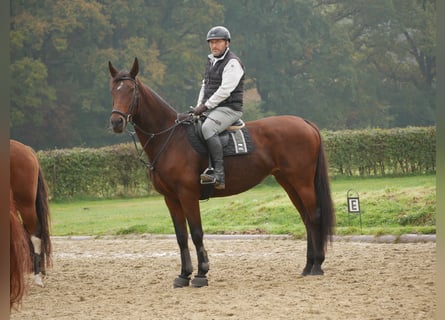 Oldenburger, Stute, 15 Jahre, 172 cm, Brauner