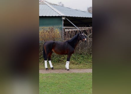 Oldenburger, Stute, 16 Jahre, 165 cm, Brauner