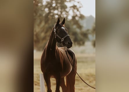 Oldenburger, Stute, 16 Jahre, 168 cm, Rappe