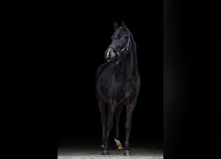 Oldenburger, Stute, 16 Jahre, 168 cm, Schwarzbrauner