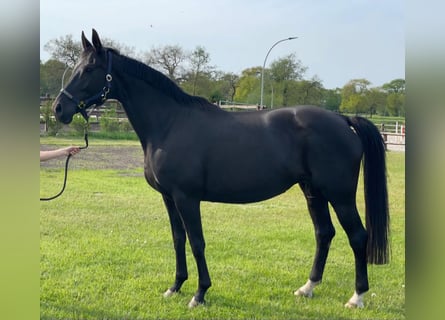 Oldenburger, Stute, 16 Jahre, 170 cm, Rappe