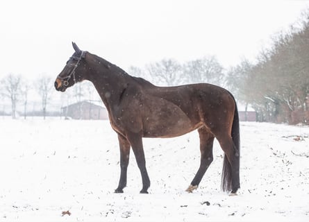Oldenburger, Stute, 17 Jahre, 165 cm, Dunkelbrauner