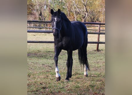 Oldenburger, Stute, 17 Jahre, 167 cm, Schwarzbrauner