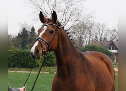 Oldenburger, Stute, 17 Jahre, 169 cm, Brauner