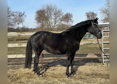 Oldenburger, Stute, 18 Jahre, 168 cm, Rappe