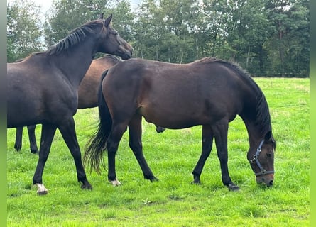 Oldenburger, Stute, 18 Jahre, 169 cm, Dunkelbrauner