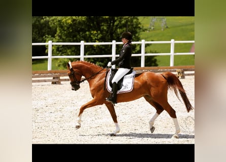 Oldenburger, Stute, 18 Jahre, 172 cm, Fuchs