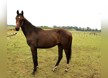 Oldenburger, Stute, 1 Jahr, 160 cm, Dunkelbrauner