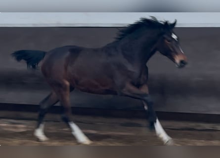 Oldenburger, Stute, 1 Jahr, 167 cm, Dunkelbrauner