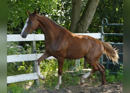 Oldenburger, Stute, 1 Jahr, 168 cm