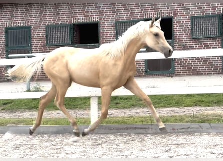 Oldenburger, Stute, 1 Jahr, 170 cm, Palomino