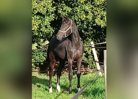 Oldenburger, Stute, 1 Jahr, Rappe