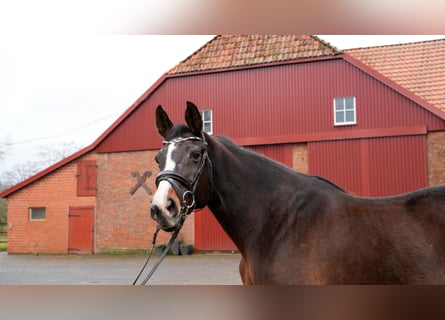 Oldenburger, Stute, 21 Jahre, 170 cm, Brauner