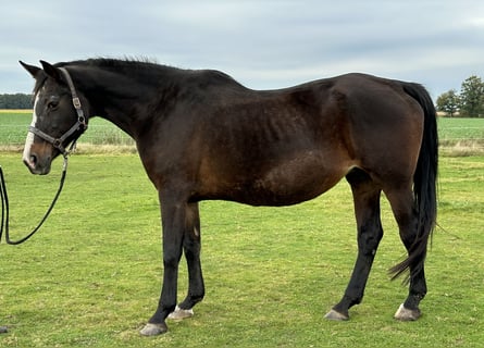 Oldenburger, Stute, 21 Jahre, 171 cm, Brauner