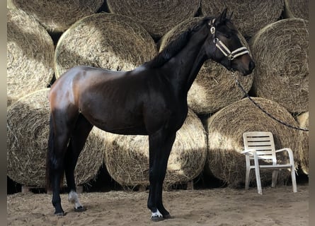 Oldenburger, Stute, 2 Jahre, 165 cm, Dunkelbrauner