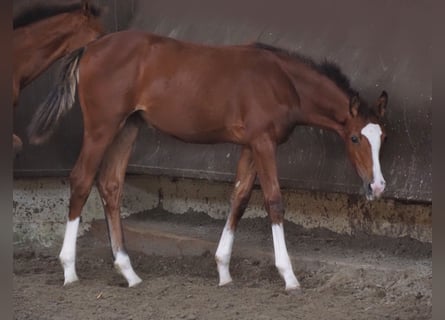 Oldenburger, Stute, 2 Jahre, 166 cm, Brauner