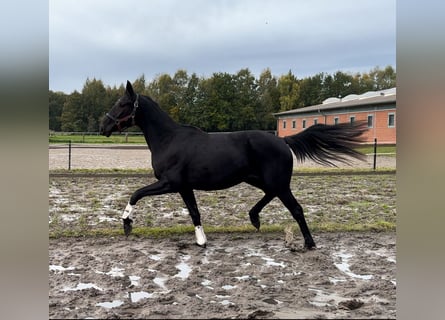 Oldenburger, Stute, 2 Jahre, 166 cm, Rappe